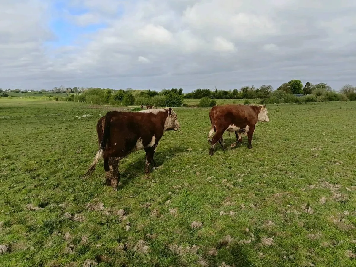 Organic hereford bulls for sale - Image 4