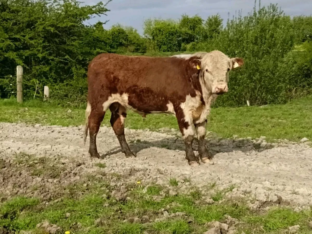 Organic hereford bulls for sale - Image 1