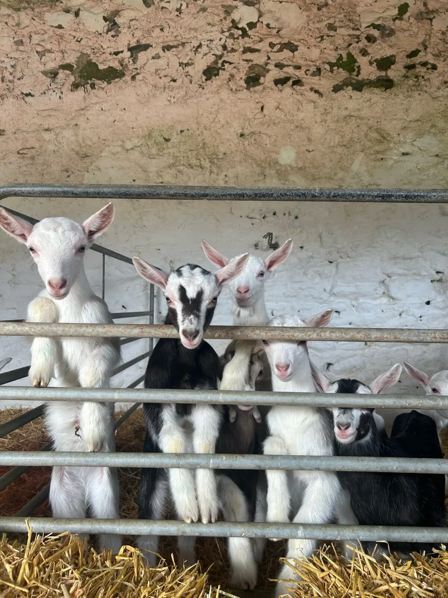 Female Kid Goats - Image 1