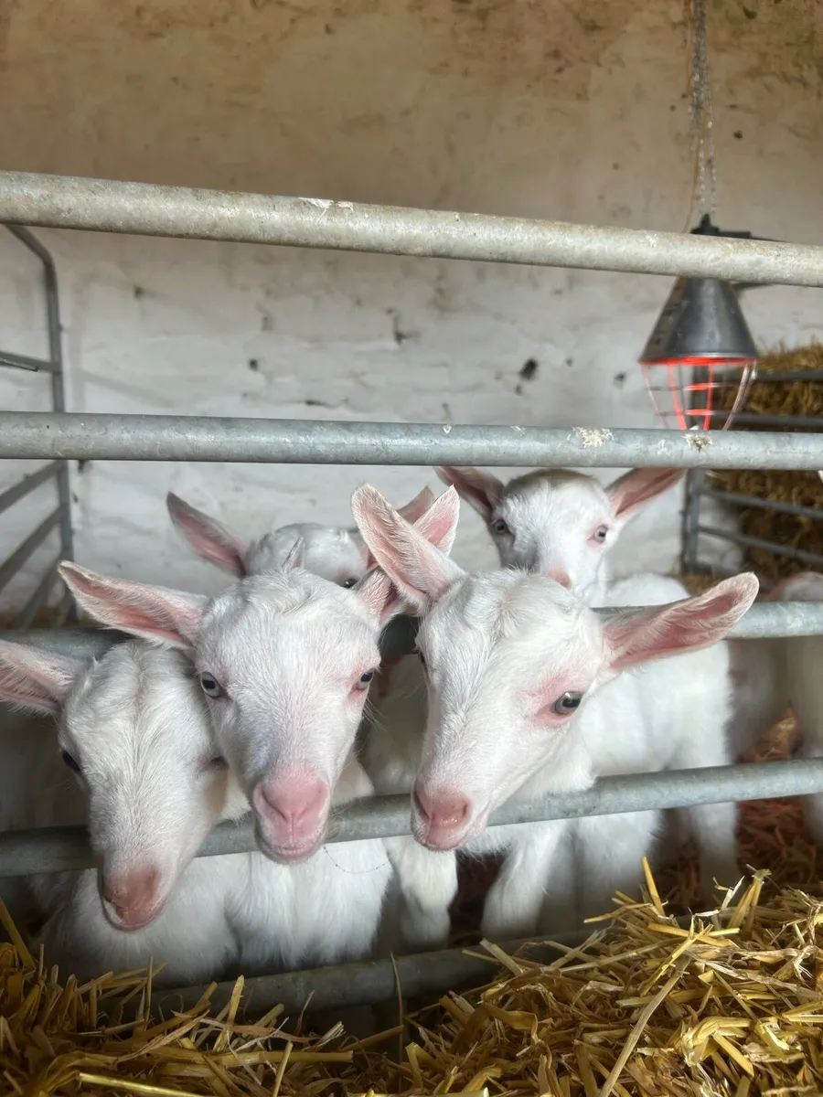 Female Kid Goats - Image 2