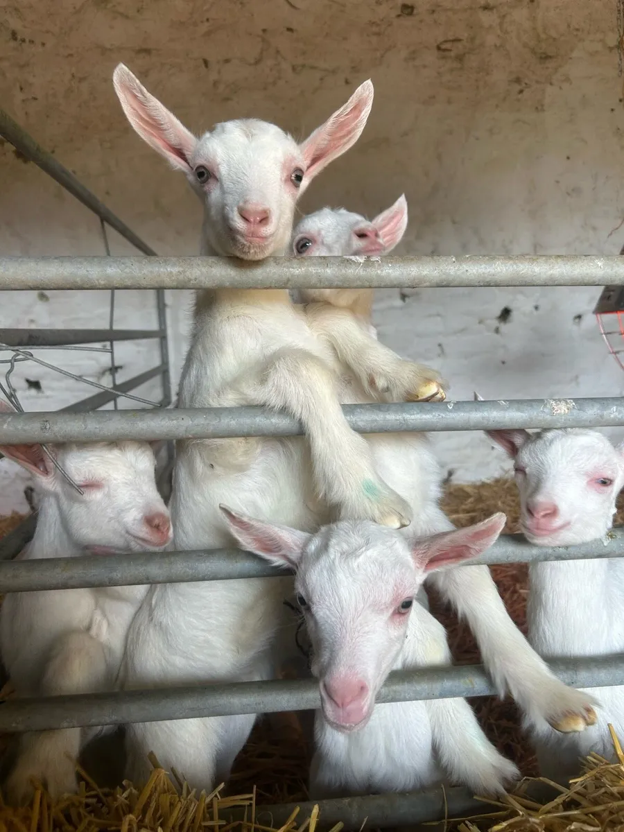 Female Kid Goats - Image 3