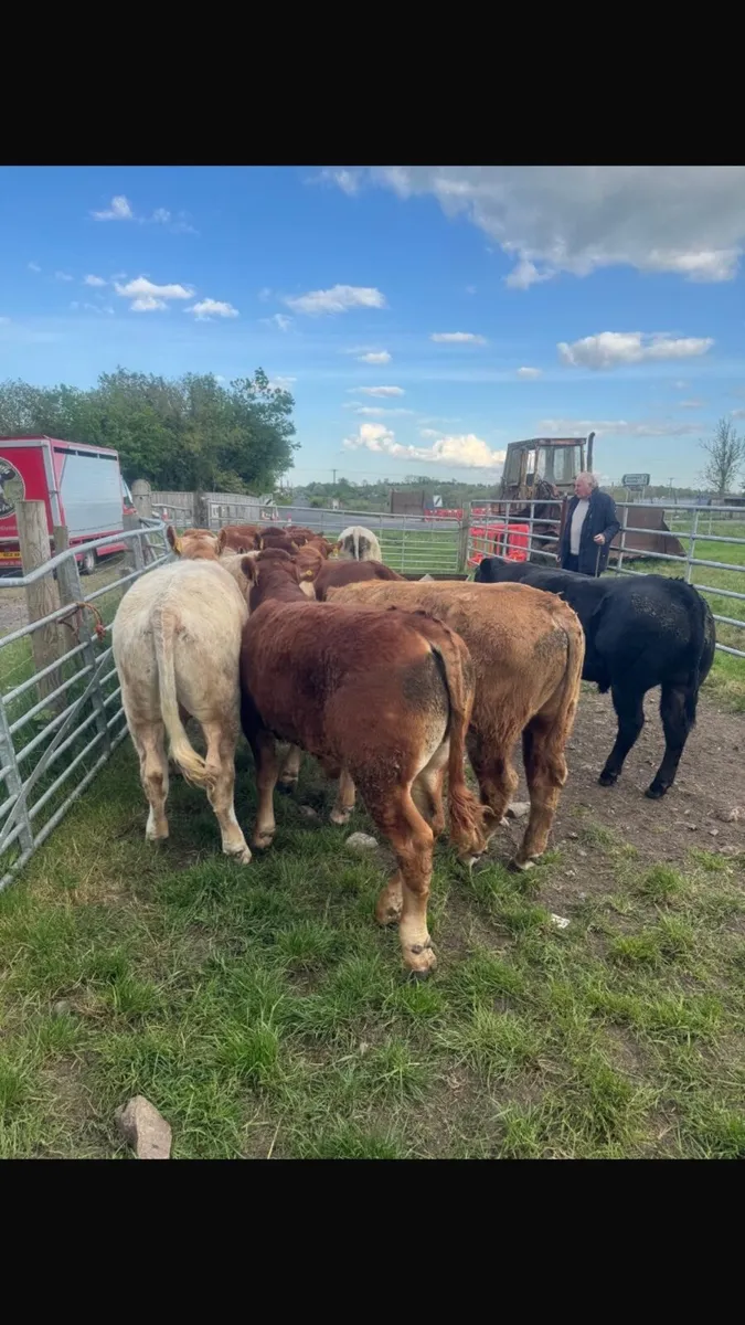 Cattle Livestock - Image 1