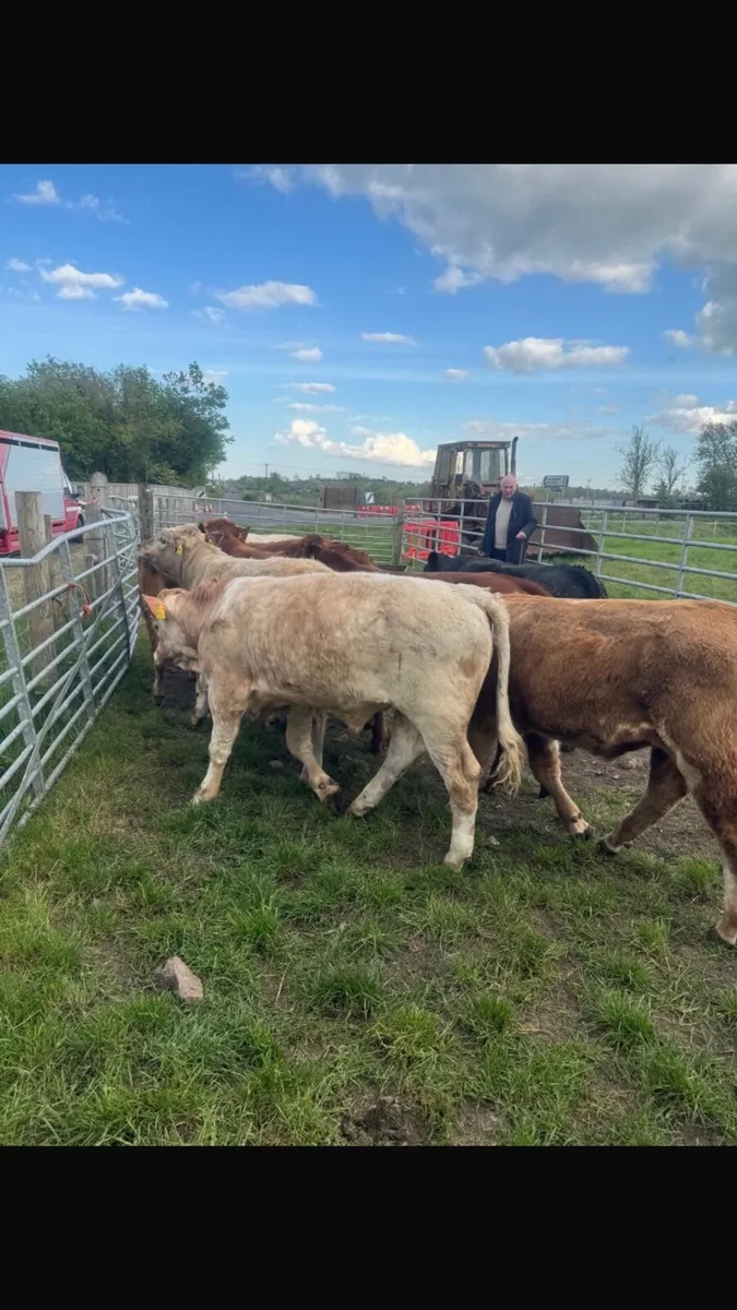Cattle Livestock - Image 2