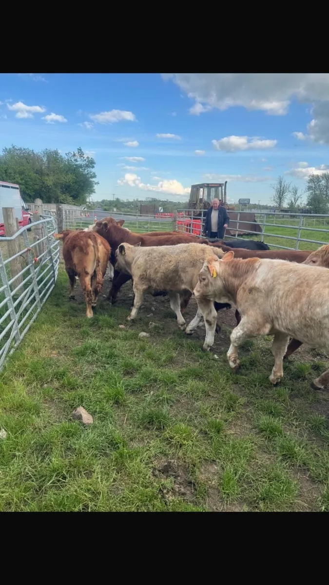 Cattle Livestock - Image 3