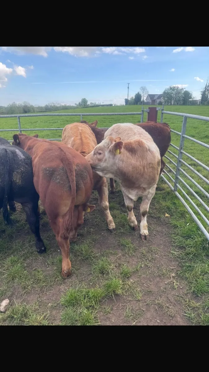 Cattle Livestock - Image 4