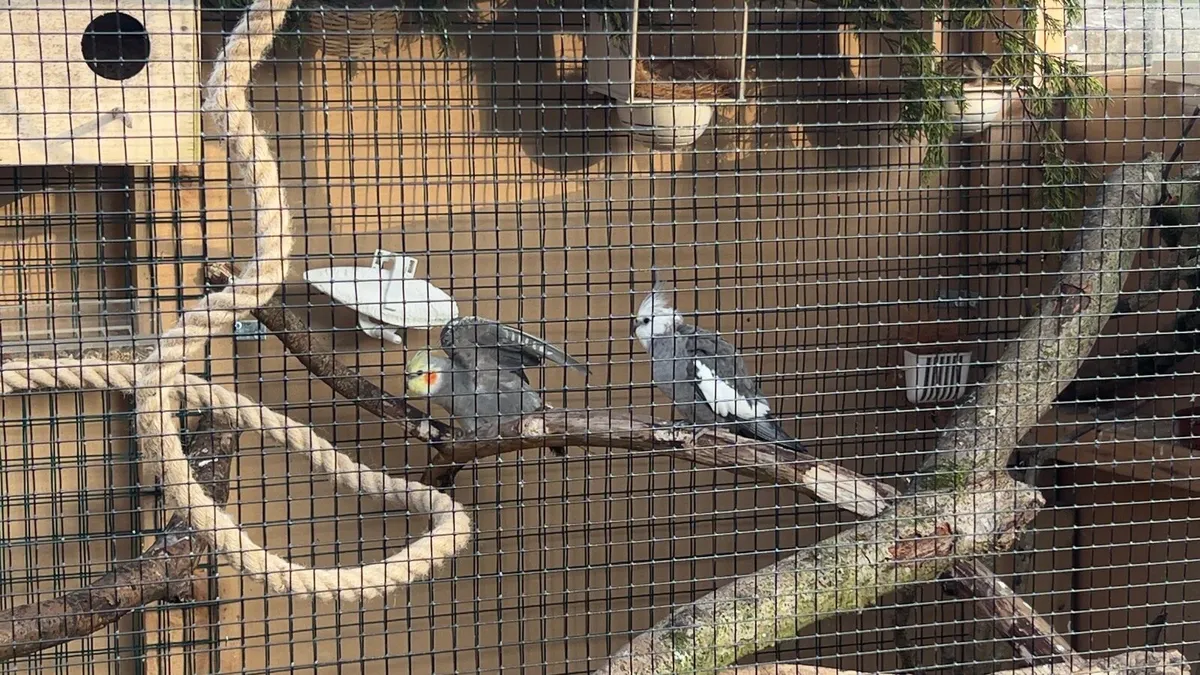 Cockatiels - Image 1
