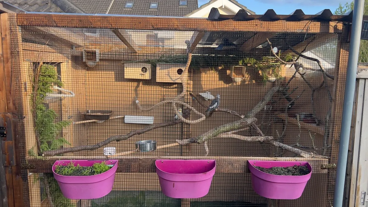 Cockatiels - Image 2