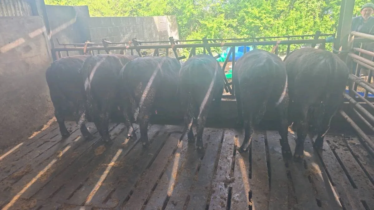 Pbr Angus bulls - Image 2