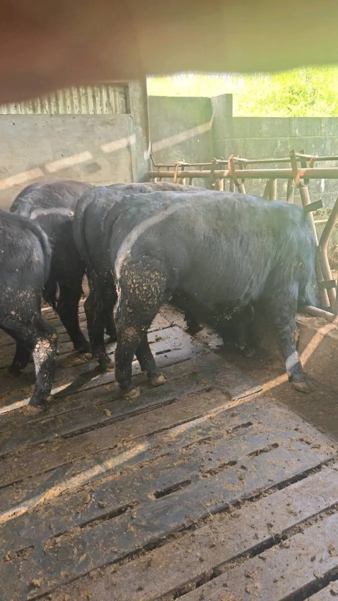 Pbr Angus bulls - Image 3