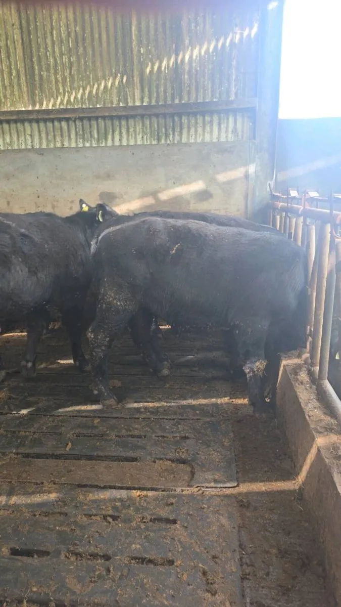 Pbr Angus bulls - Image 4