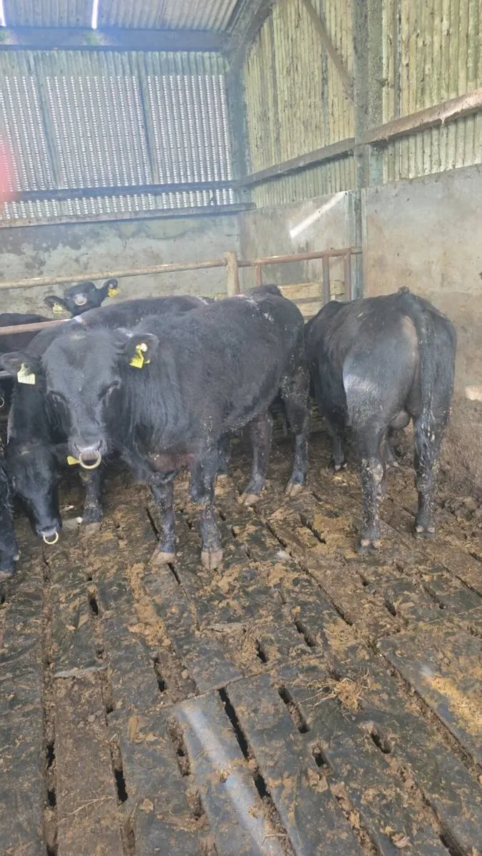 Pbr Angus bulls - Image 1