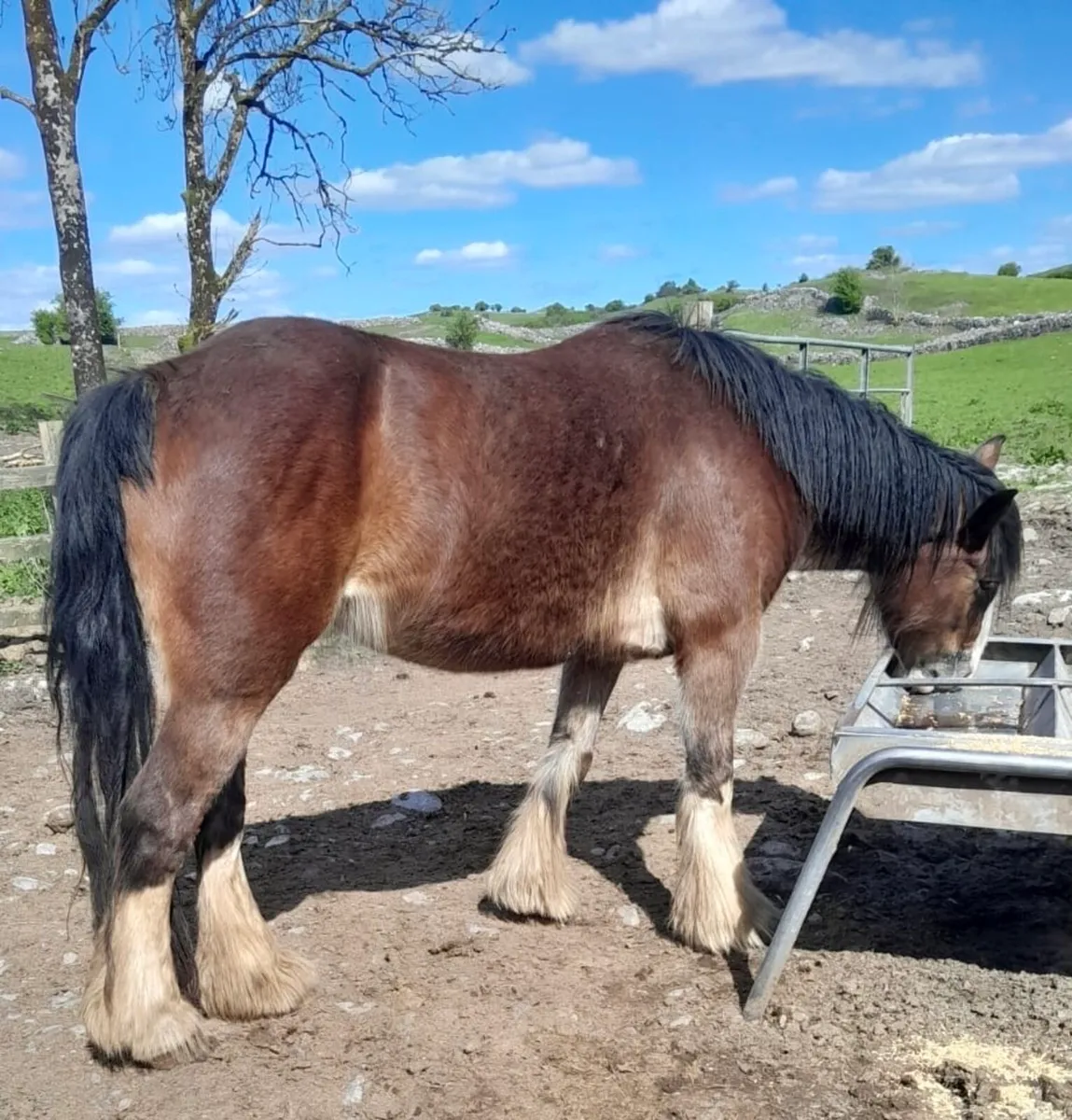 5-Year-Old Mare For Sale - Image 1