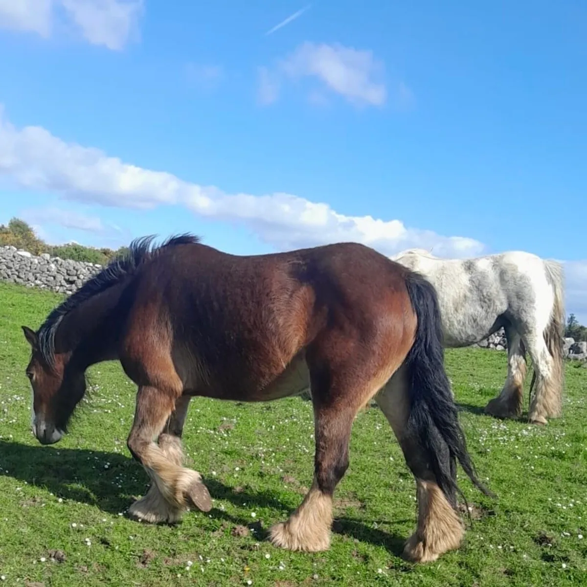 5-Year-Old Mare For Sale - Image 2