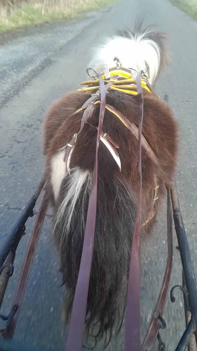 Pony - Image 4