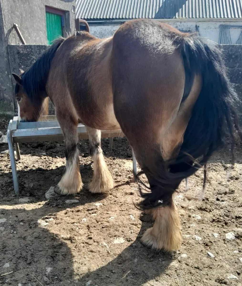 5-Year-Old Mare For Sale - Image 4