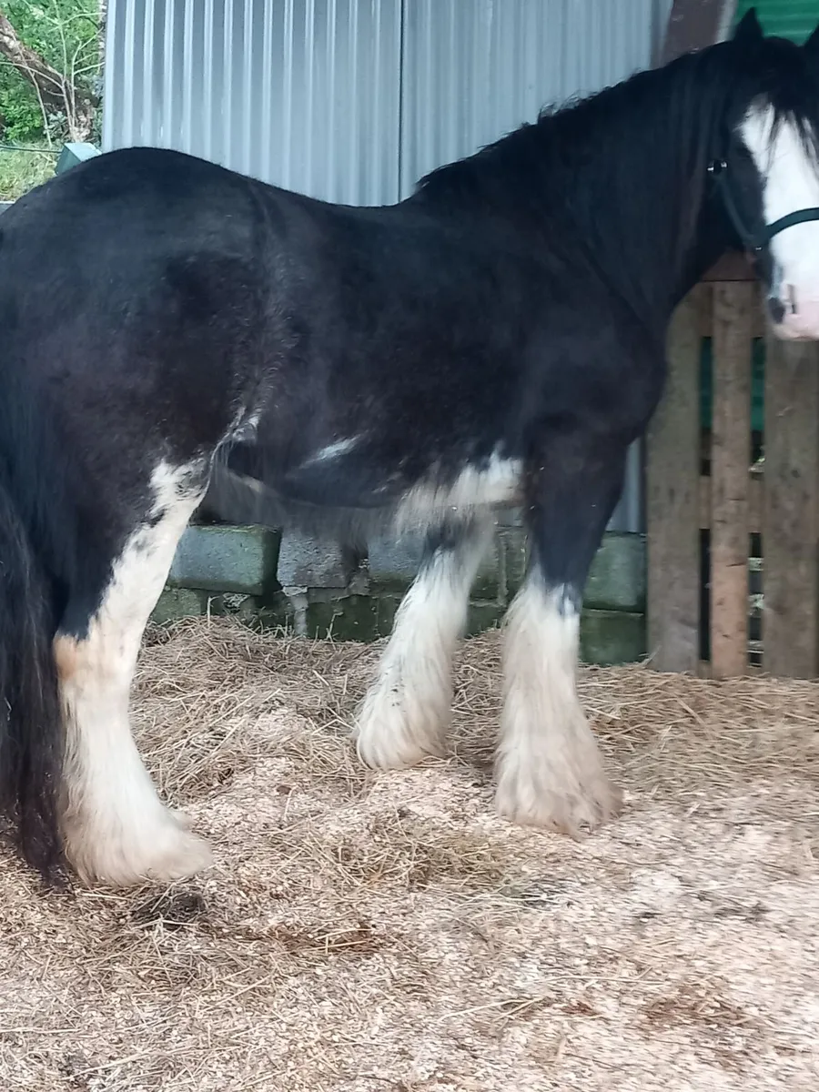 Registared Irish Cob. - Image 2