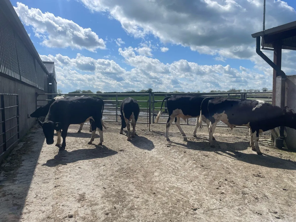 Friesian bulls - Image 2
