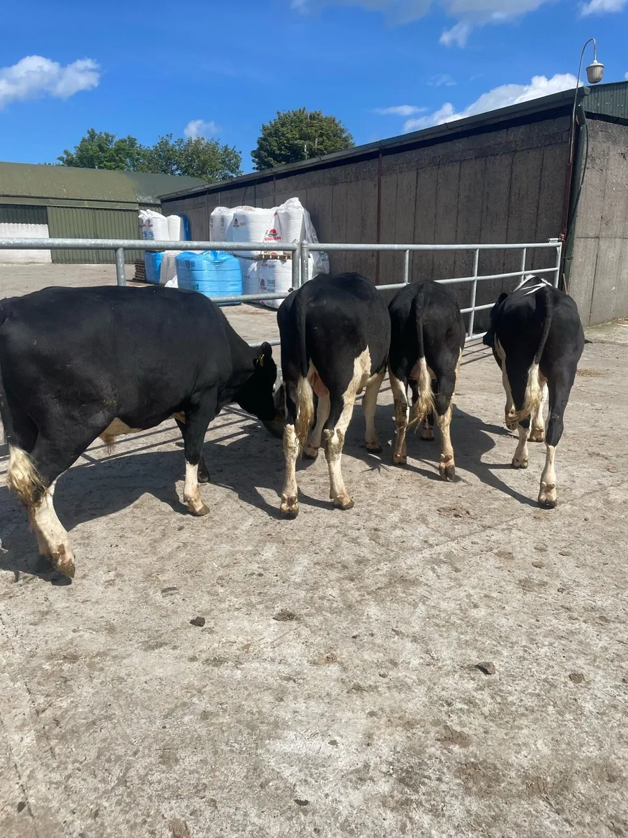 Friesian bulls - Image 4
