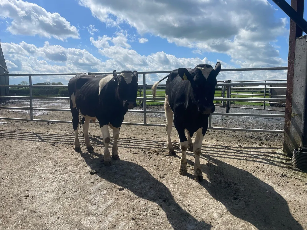 Friesian bulls - Image 3