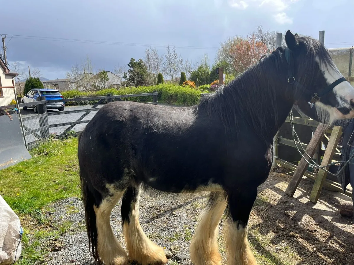 Registared Irish Cob. - Image 4