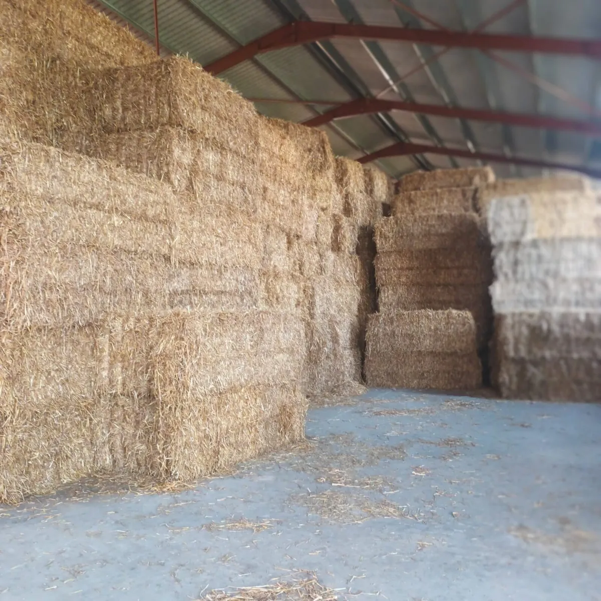 Barley Wheat & Oaten straw - Image 4