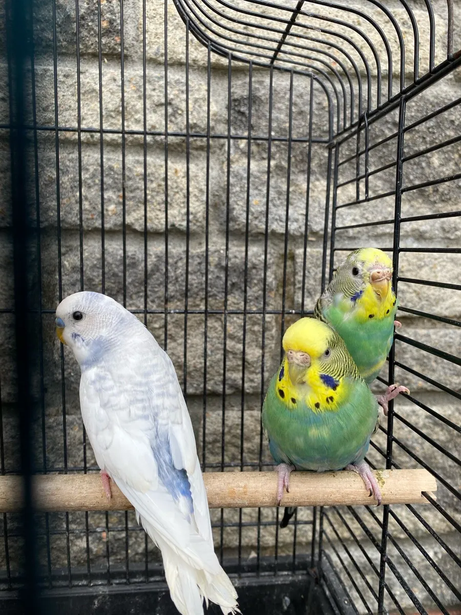 Budgies - Image 2
