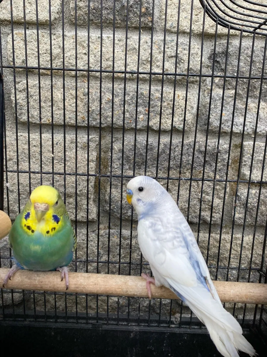Budgies - Image 1