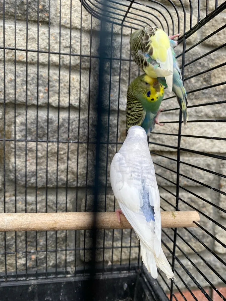 Budgies - Image 3