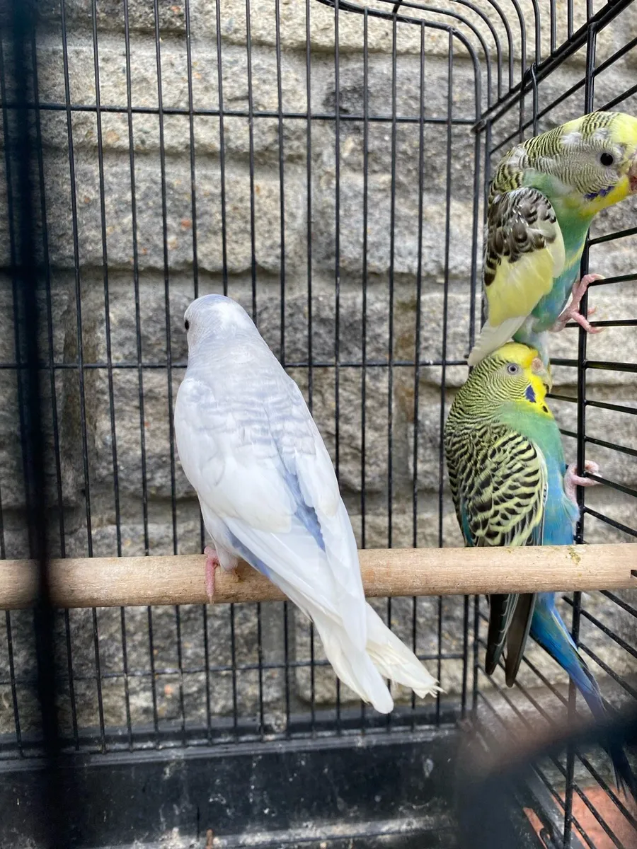 Budgies - Image 4