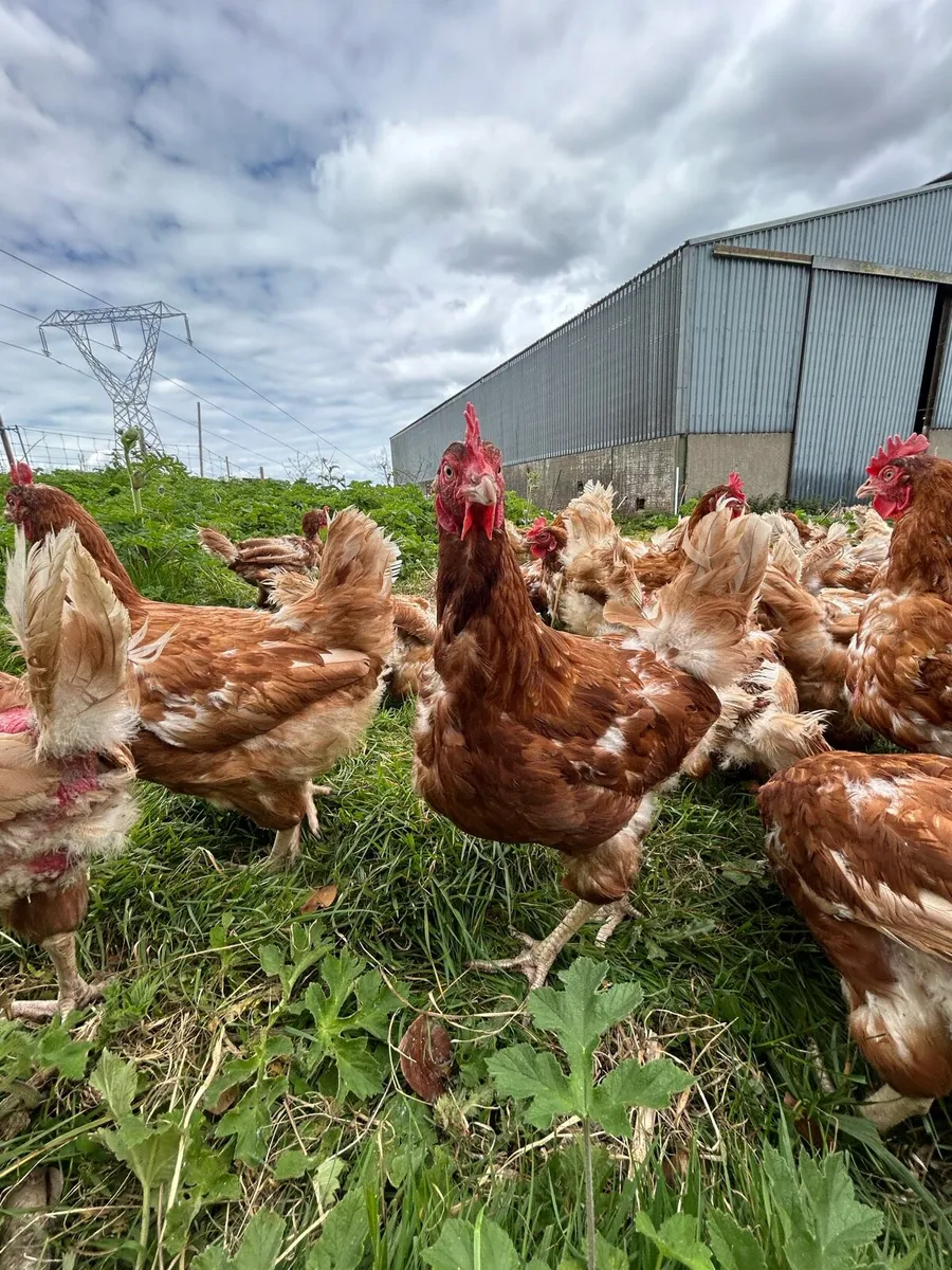 Free range hens - Image 1