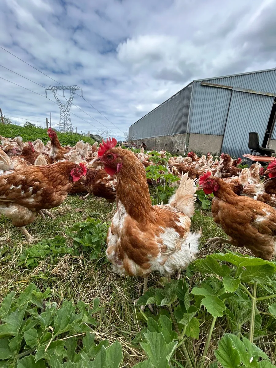 Free range hens - Image 2
