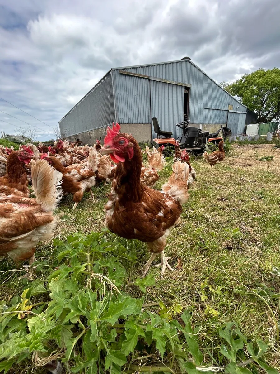 Free range hens - Image 3