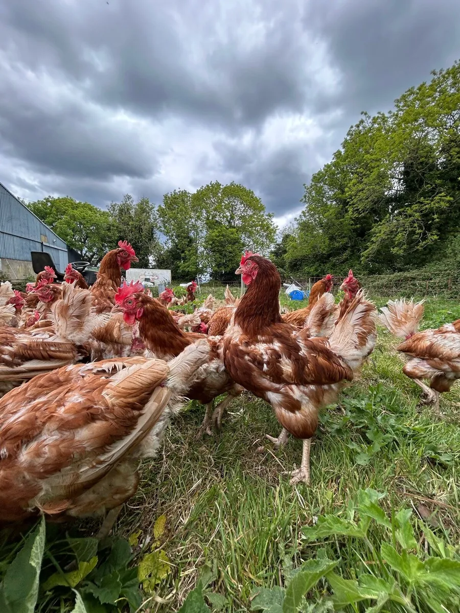 Free range hens - Image 4