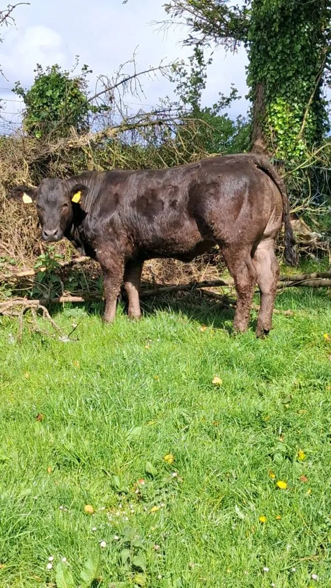 🔥🔥🔥 Breeding heifer 🔥🔥🔥 - Image 2