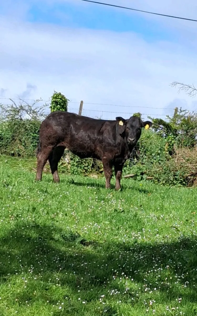 🔥🔥🔥 Breeding heifer 🔥🔥🔥 - Image 4