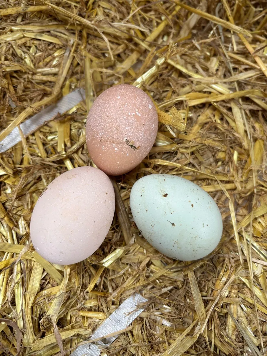 🌸Rare Purebred day old chicks🐣 - Image 2