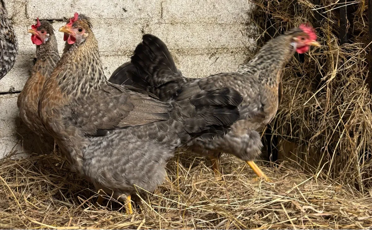 🌸Rare Purebred day old chicks🐣 - Image 3