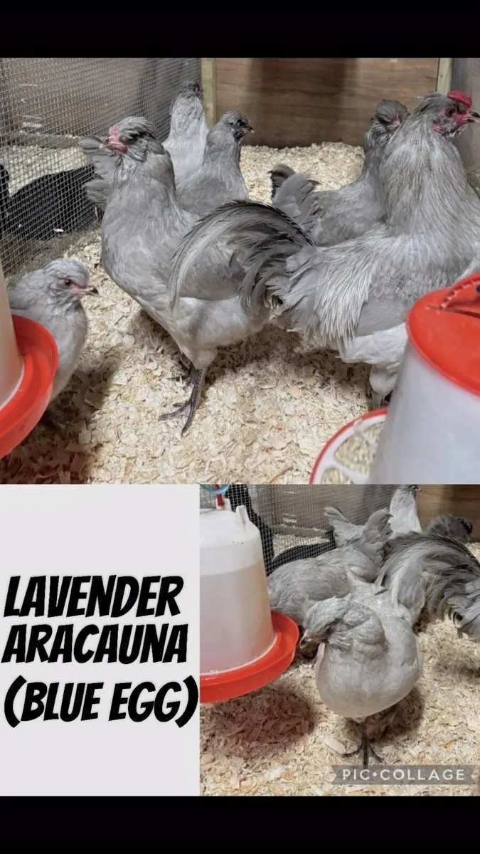 🌸Rare Purebred day old chicks🐣 - Image 4