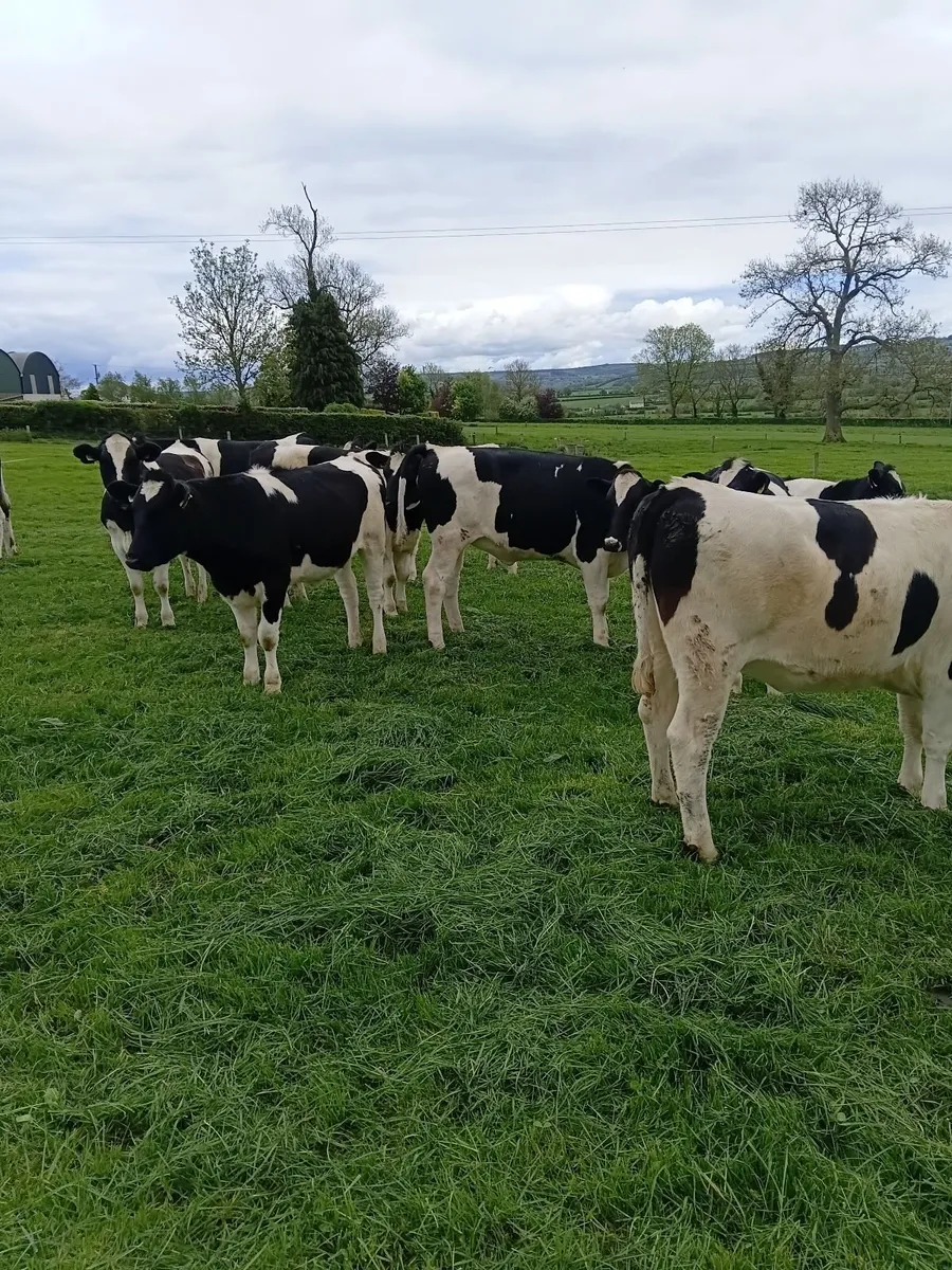 British Friesian Maiden Heifers - Image 1