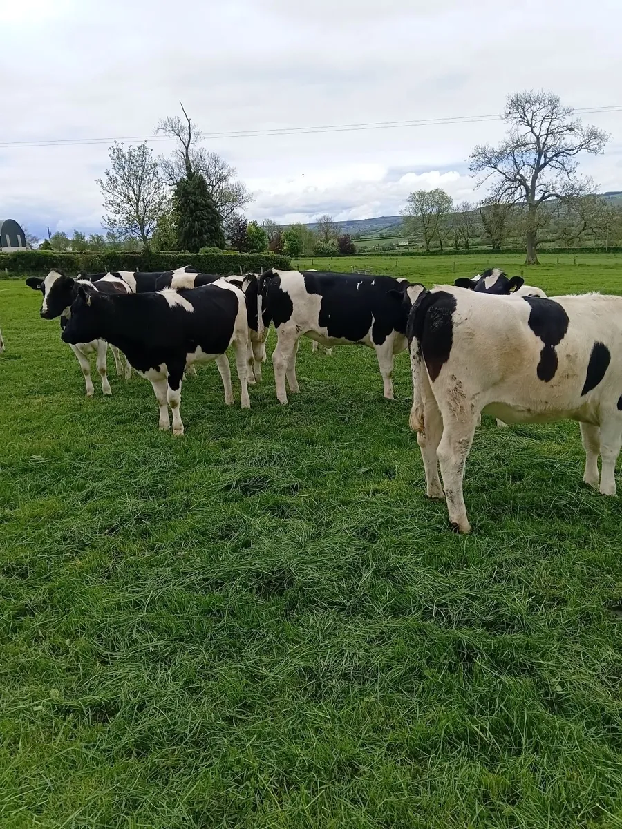 British Friesian Maiden Heifers - Image 2