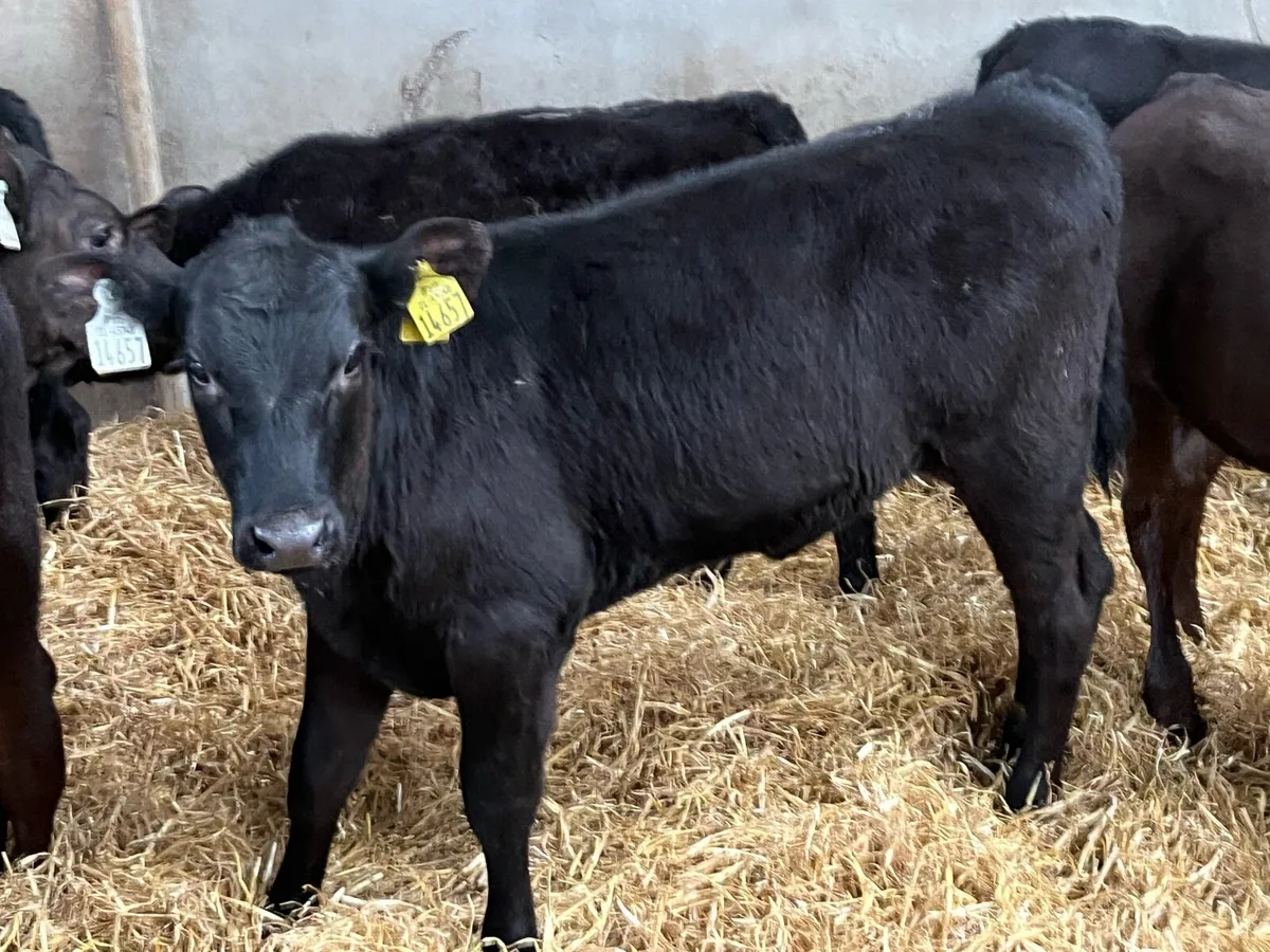 15 Real Proper Reared AA Heifer Runners - Image 1