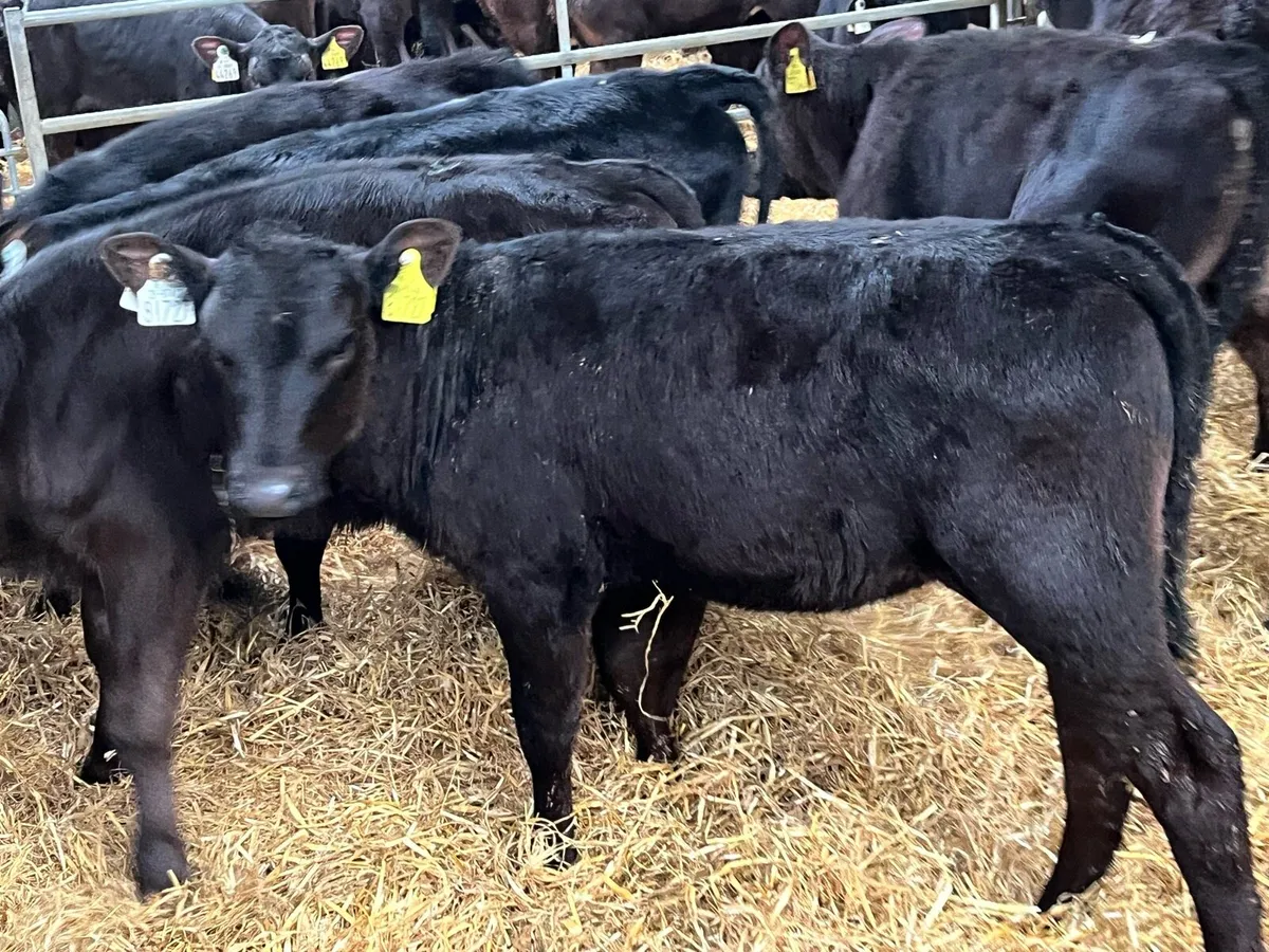 15 Real Proper Reared AA Heifer Runners - Image 2