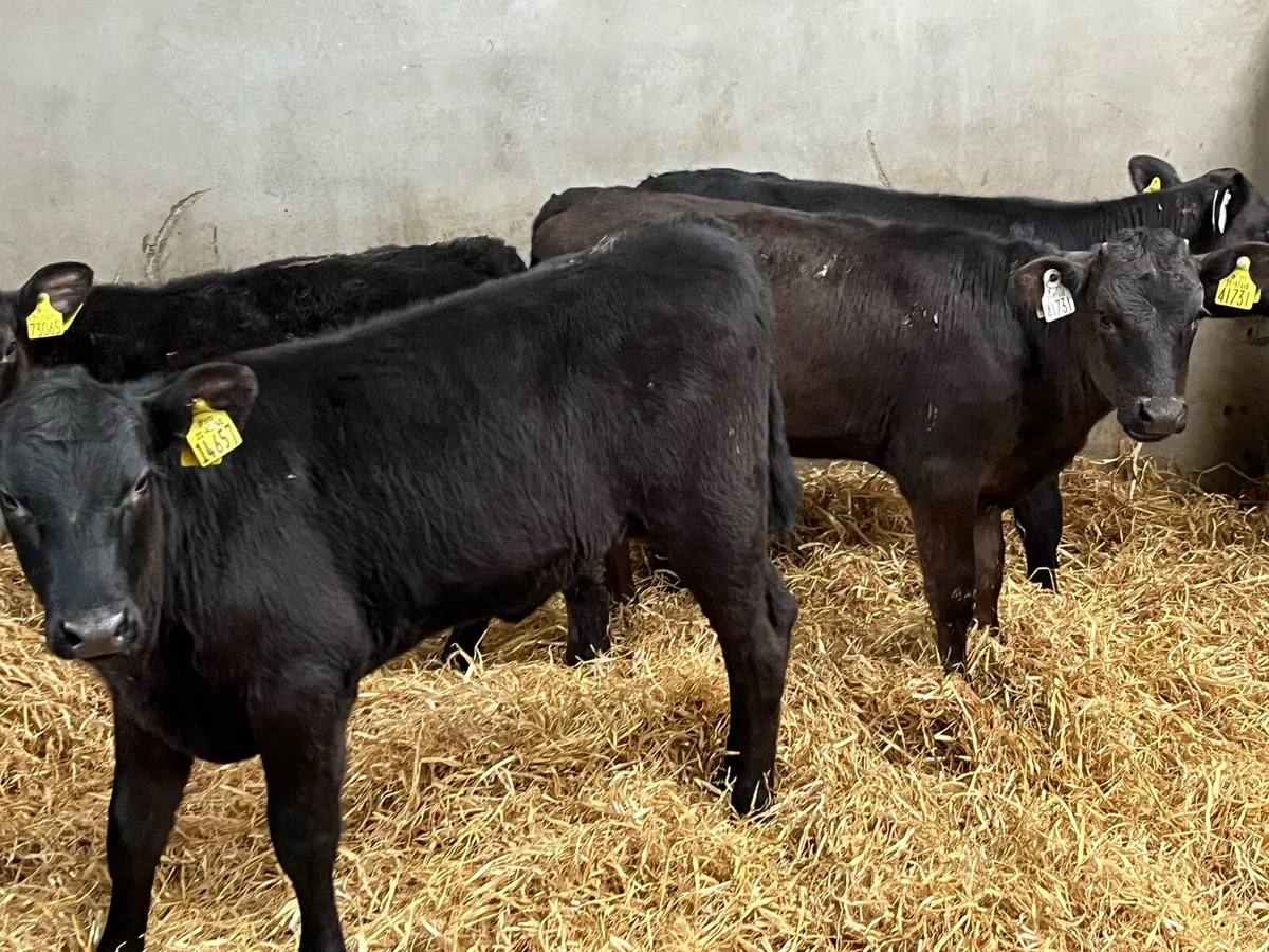 15 Real Proper Reared AA Heifer Runners - Image 3