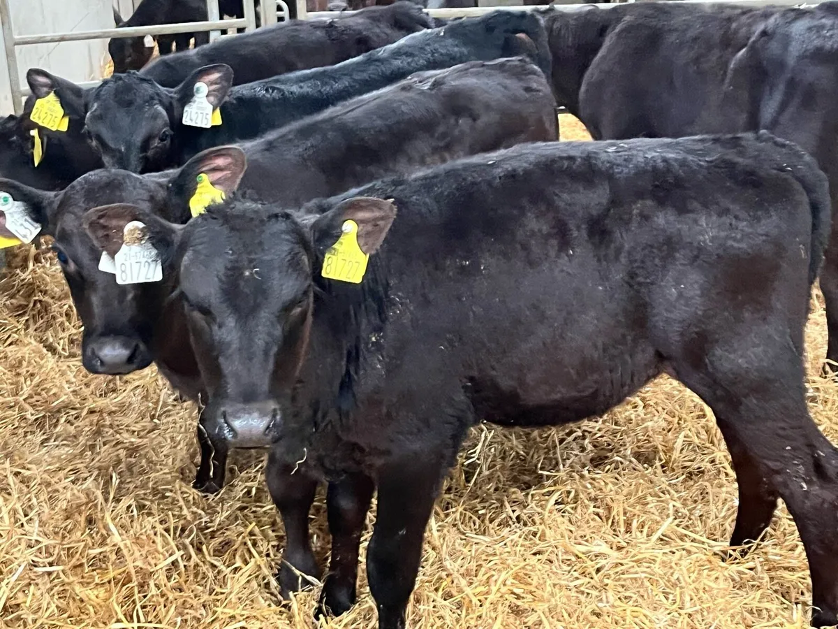 15 Real Proper Reared AA Heifer Runners - Image 4