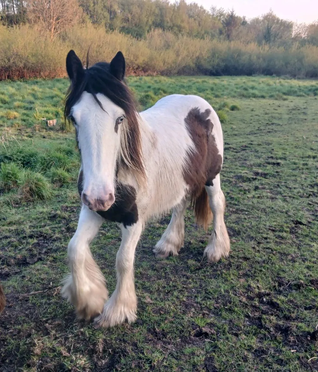 Pony for sale Galway city - Image 2