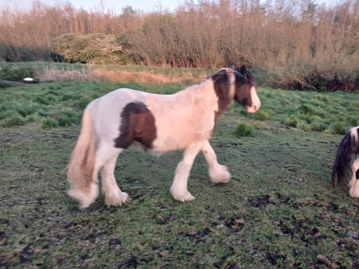 Pony for sale Galway city - Image 3