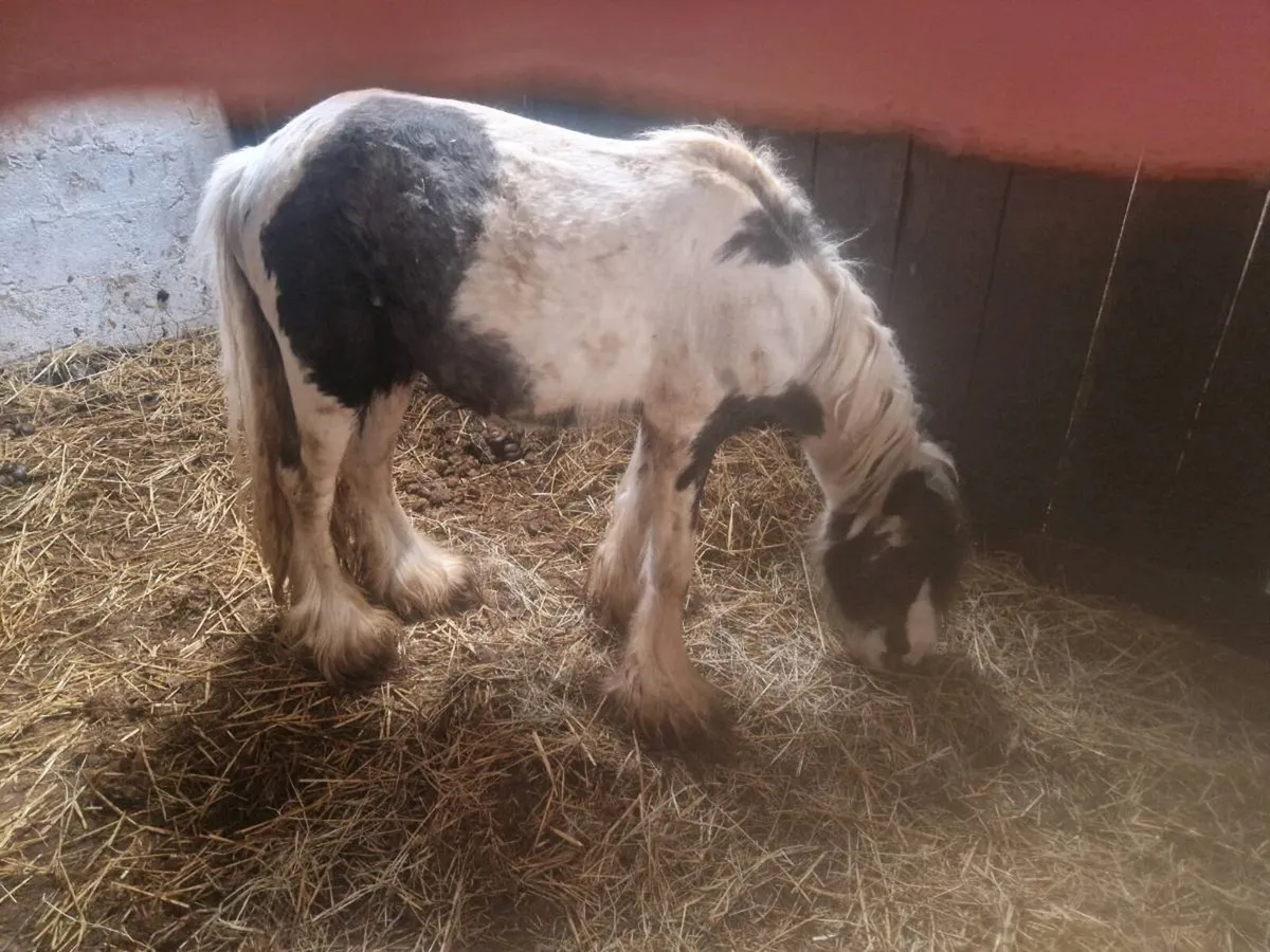 12 hand pony - Image 2