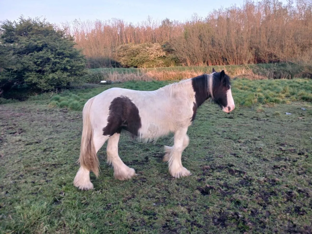Pony for sale Galway city - Image 4
