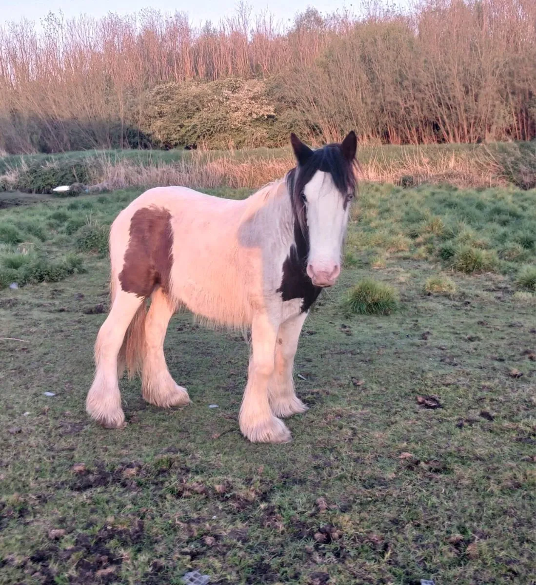 Pony for sale Galway city - Image 1