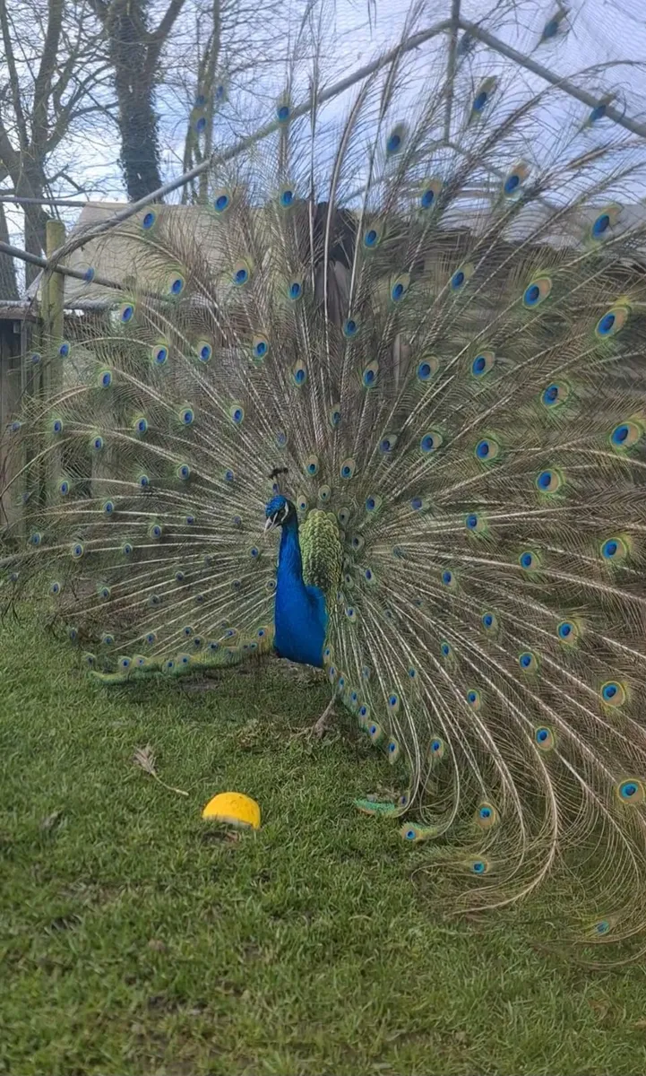 Peacock - Image 2